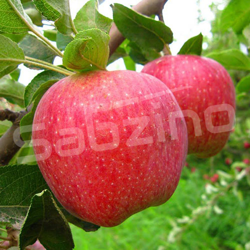 سیب درختی