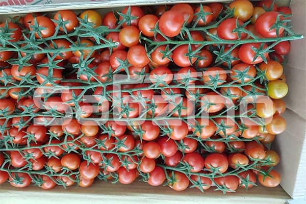گوجه صادراتی