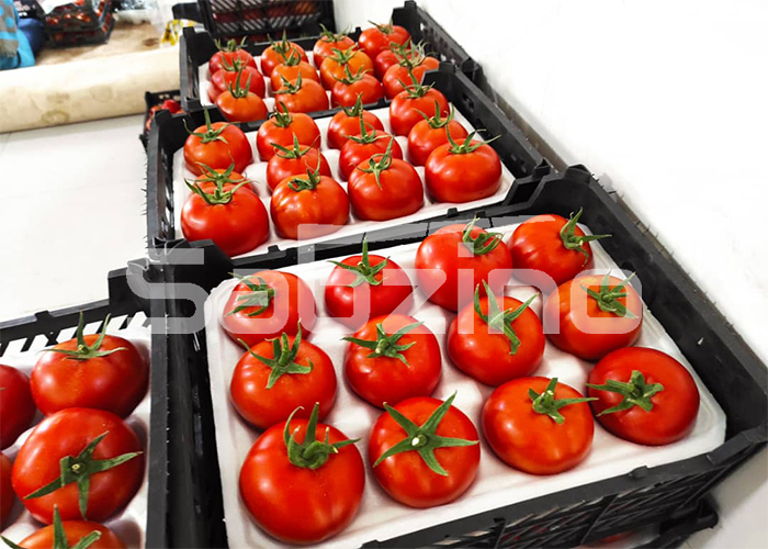 صادرات گوجه